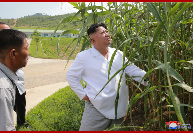 Ким Чен Ын в животноводческом комплексе в районе Унгок 1